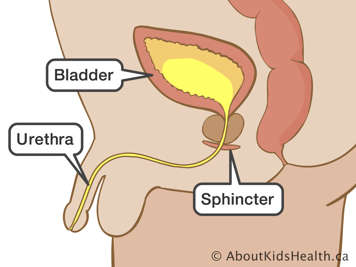 Side-view of bladder, sphincter and urethra of boy