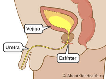 Vista lateral de la vejiga, el esfínter y la uretra de un niño