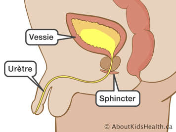 Vue latérale de la vessie, du sphincter et de l’urètre d’un garçon