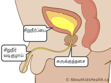 சிறுவன் ஒருவனின் சிறுநீர்ப்பை, குதச் சுருக்கு தசை மற்றும் சிறுநீர்வழியின் பக்கத் தோற்றம்