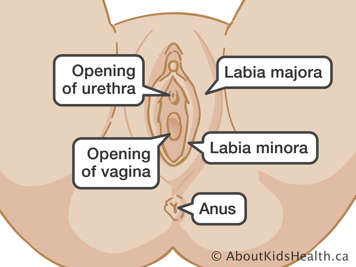 Identification of the opening of urethra, opening of vagina, labia majora, labia minora and anus