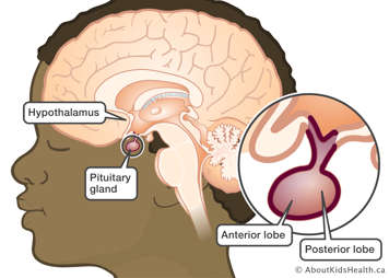 brain showing location of hypothalamus and pituitary gland with close up of anterior and posterior lobes