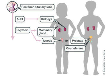 posterior pituitary lobe produces ADH and oxytocin