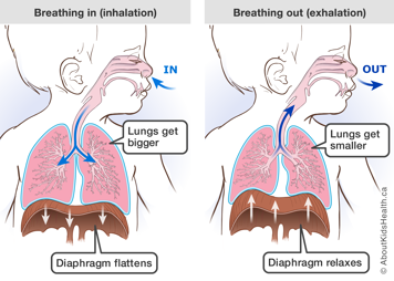 Breathing in the lungs get bigger and diaphragm flattens; Breathing out the lungs get smaller and diaphragm relaxes