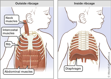 The respiratory muscles include the muscles of the neck, the intercostal muscles and abdomen, as well as the diaphragm and ribs.