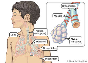 Location of the lungs, trachea, bronchus, bronchioles and diaphragm in a child, with close-up of the bronchioles and alveoli