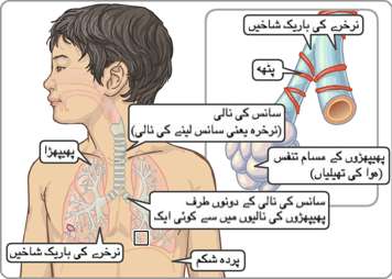 ایک لڑکے میں پھیپھڑے، سانس کی نالی، برونکس، ہواکی نہایت باریک نالیاں اور ڈایا فرام کا مقام