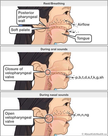 How the soft palate works during speech