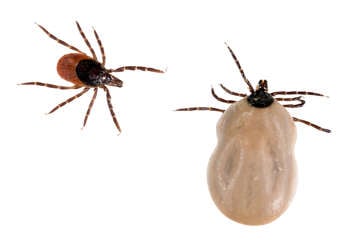 Comparison of a blacklegged tick before and after it has fed