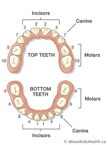 The top and bottom teeth are numbered, and the incisors, canines and molars are identified