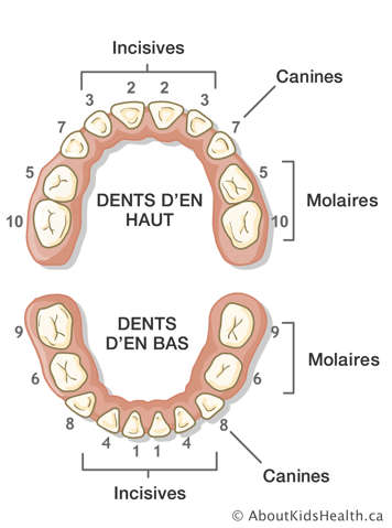 Les dents d'en haut et les dents d'en bas son numérotées, et les incisives, les canines et les molaires sont identifiées