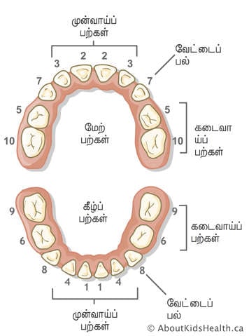 வெட்டும் பற்கள், வேட்டைப் பற்கள் மற்றும் கடைவாய்ப் பற்களை அடையாளம் காணும் இலக்கமிடப்பட்ட பற்களின் விளக்கப்படம்