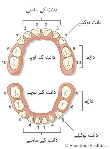 نمبروں کے حساب سے دانتوں کی تشریح، سامنے والے چاردانتوں، نوکیلےدانتوں اور داڑھوں کی شناخت کرنا