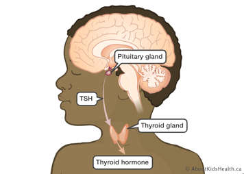 Location of the pituitary gland in the brain and the thyroid gland in the throat both labelled