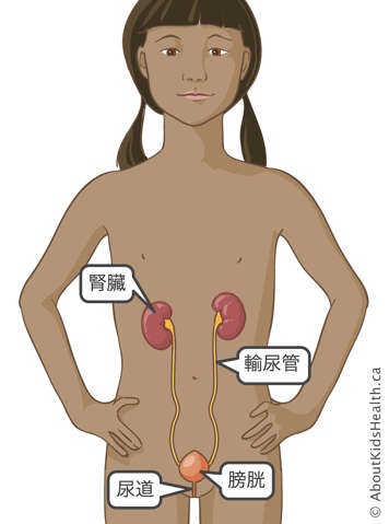 女孩腎臟、輸尿管、膀胱和尿道的部位示意圖