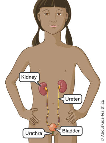 Location of kidney, ureter, bladder and urethra in upper body of a girl