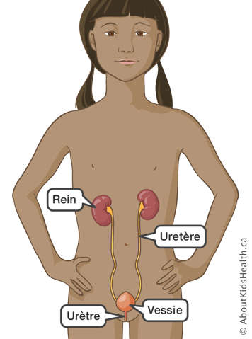 L’emplacement du rein, de l’uretère, de la vessie et de l’urètre dans le corps d’une fille