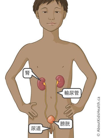 男孩腎臟、輸尿管、膀胱和尿道的部位示意圖