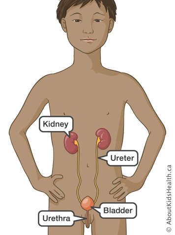 Location of kidney, ureter, bladder and urethra in a boy