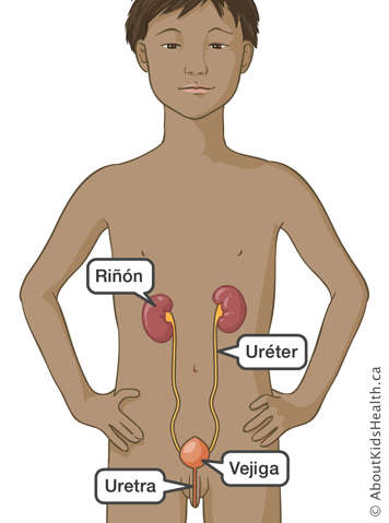 Localización del riñón, el uréter, la vejiga y la uretra en un niño