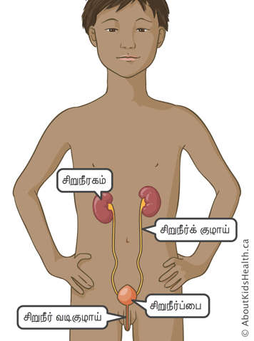 சிறுவன் ஒருவனின் சிறுநீரகம், சிறுநீர்க் குழாய், சிறுநீர்ப்பை மற்றும் சிறுநீர்வழி அமைவிடம்