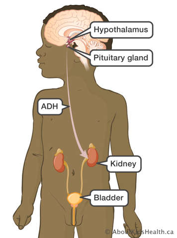 ADH is sent from the pituitary gland to the kidney signalling it to conserve water