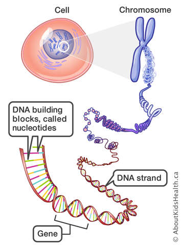 Cell with chromosomes, which contain DNA strands with genes and nucleotides